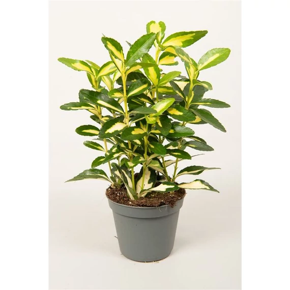Euonymus japonicus 'Goldqueen' - kecskerágó - CS9
