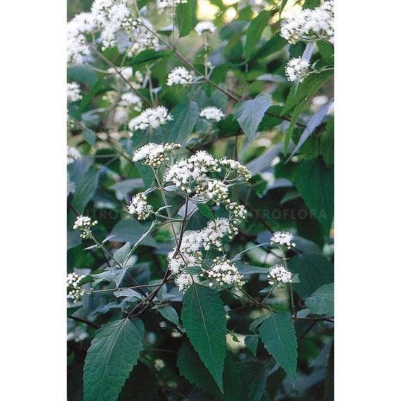Eupatorium rugosum 'Chocolate' - sédkender - CS14