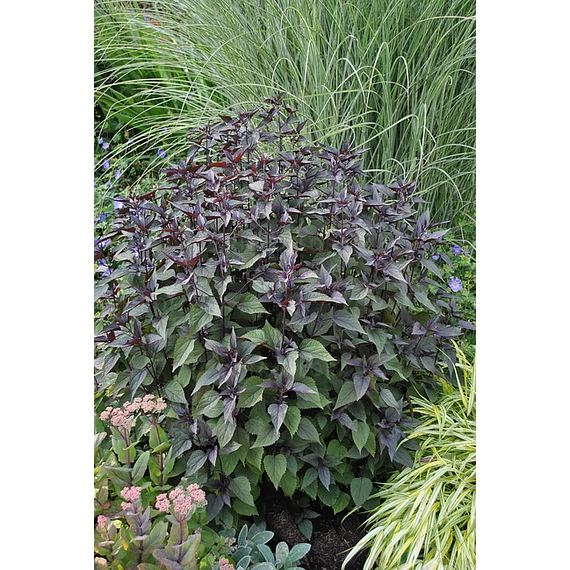 Eupatorium rugosum 'Chocolate' - sédkender - CS14