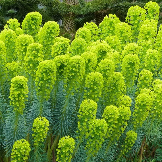 Euphorbia characias 'Summer Snow'- mirtuszlevelű kutyatej - CS12