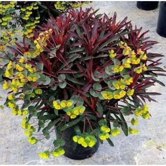 Euphorbia charachias 'Miners Merlot' - kutyatej - CS12