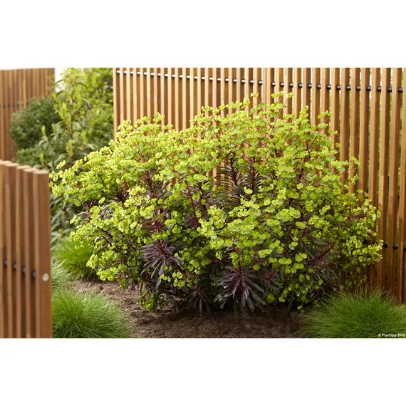 Euphorbia charachias 'Miners Merlot' - kutyatej - CS12