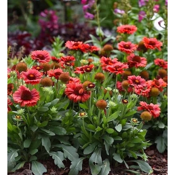 Gaillardia aristata 'Barbican Red Imp.' - kokárdavirág - CS12