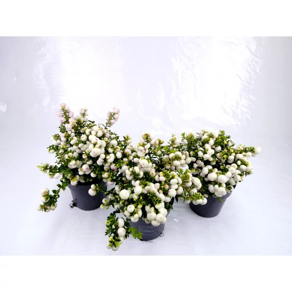 Gaultheria mucronata 'White' - mirtuszhanga - CS10,5