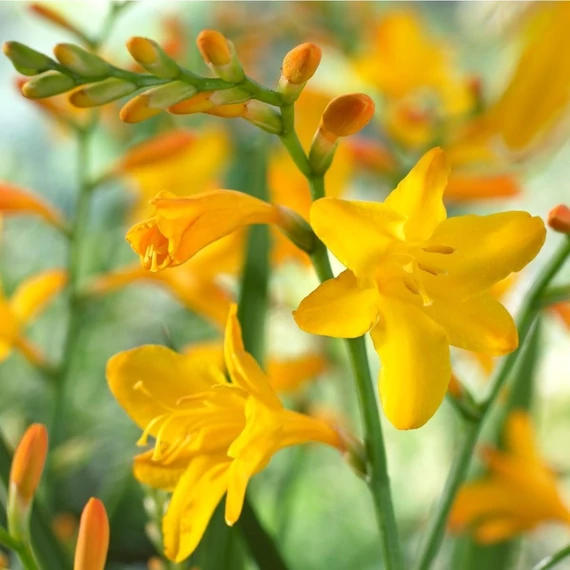 Crocosmia 'Geroge Davidson'- sáfrányfű - CS11