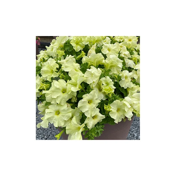 Petunia grandiflora 'Yellow' - petúnia - CS9