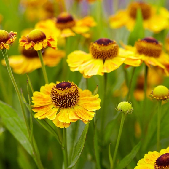 Helenium 'The Bishop' - napfényvirág - CS11