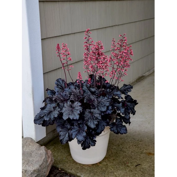 Heuchera 'Timeless Night' – tűzeső - CS12