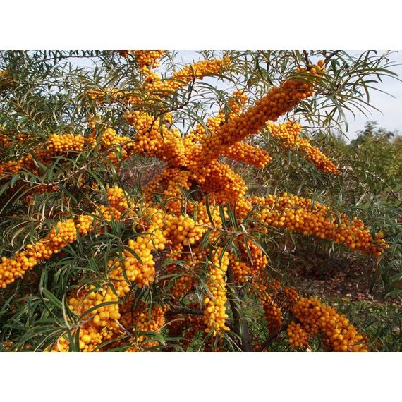 Hippophae rhamnoides 'Friesdorfer Orange' -öntermő homoktövis - CS9