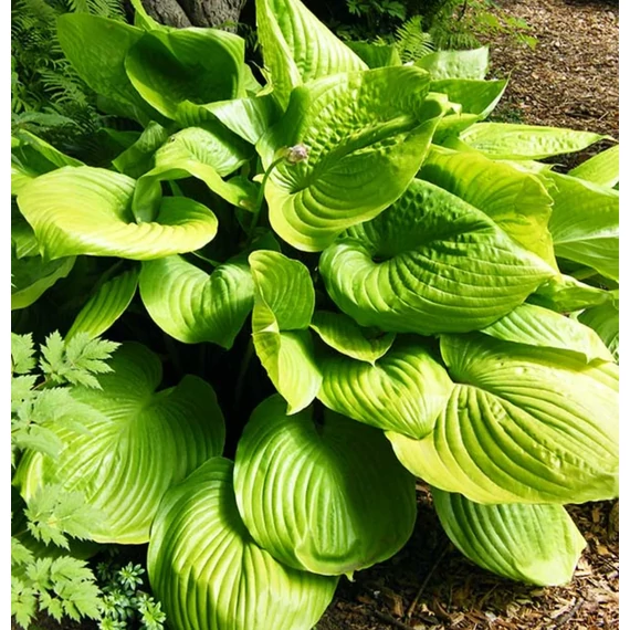 Hosta 'Sum and Substance' - árnyékliliom - CS11