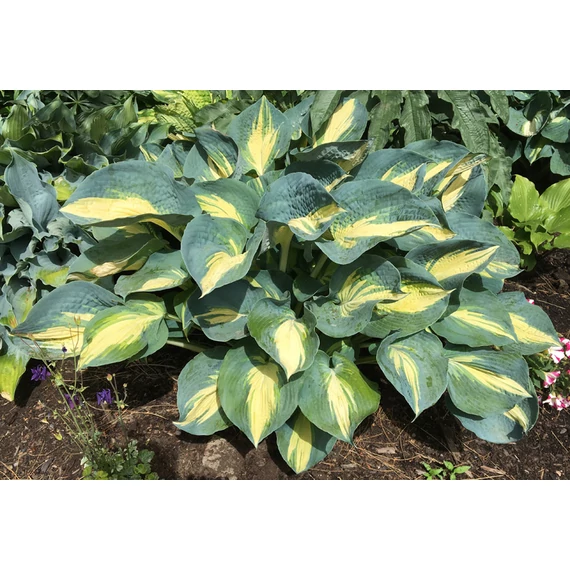 Hosta 'Dream Queen' - árnyékliliom - CS11