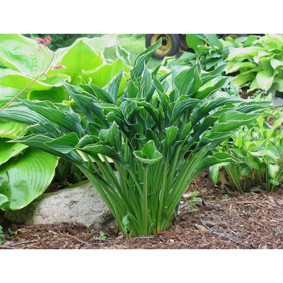 Hosta 'Praying Hands' - árnyékliliom - CS11