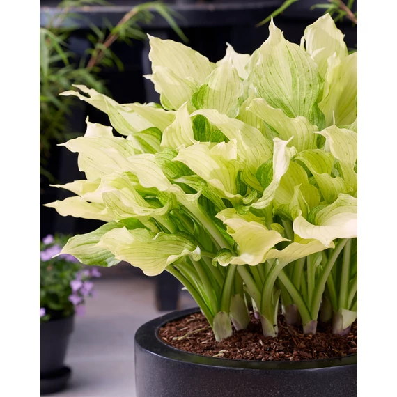 Hosta 'White Feather' - árnyékliliom - CS11