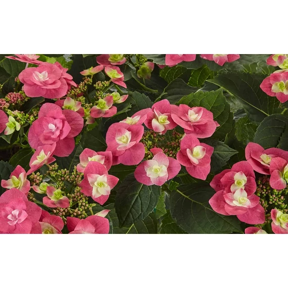 Hydrangea macrophylla 'Flame Hot Pink' - kerti hortenzia - CS9
