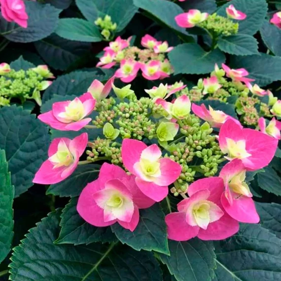 Hydrangea macrophylla 'Flame Hot Pink' - kerti hortenzia - CS9