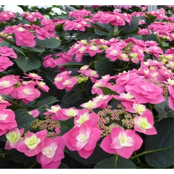 Hydrangea macrophylla 'Flame Hot Pink' - kerti hortenzia - CS9