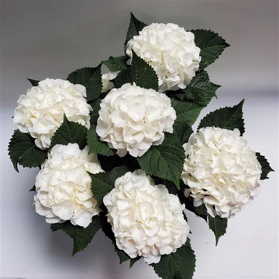 Hydrangea macrophylla 'Ice Boy'- kerti hortenzia - CS9
