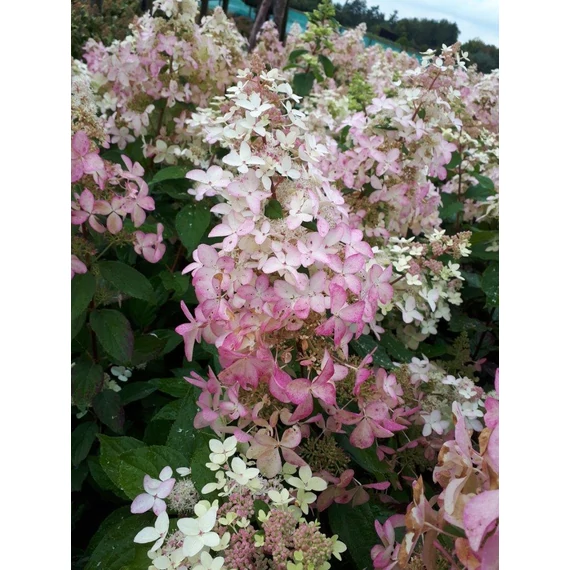 Hydrangea paniculata 'Confetti' - bugás hortenzia - CS9