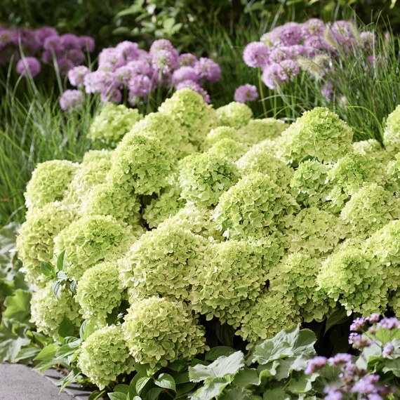 Hydrangea paniculata 'Groundbreaker Greeny' - talajtakaró hortenzia - CS14