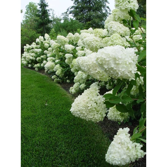 Hydrangea paniculata 'Silver Dollar' - bugás hortenzia - CS17