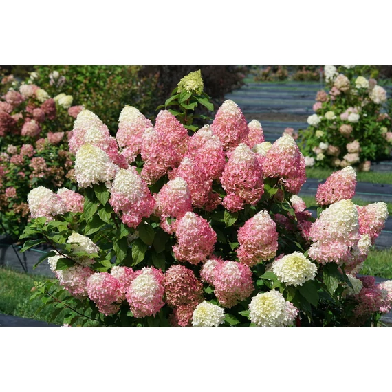 Hydrangea paniculata 'Quick Fire Fab' - bugás hortenzia - CS13