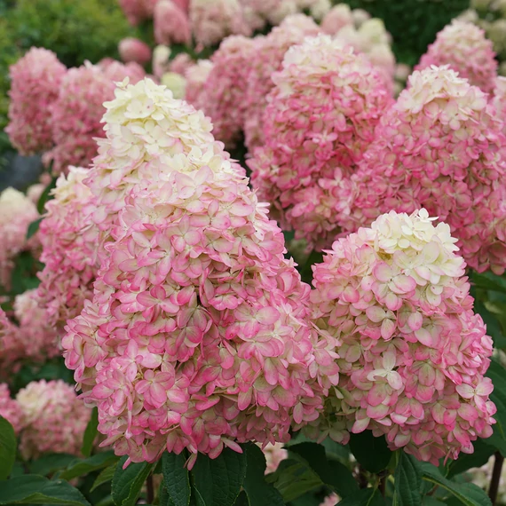 Hydrangea paniculata 'Limelight Prime'- bugás hortenzia - CS17