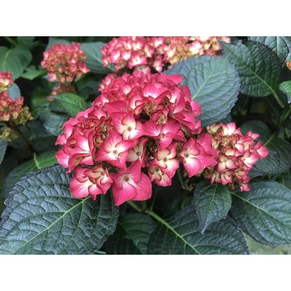 Hydrangea macrophylla 'Red Angel' - kerti hortenzia - CS17