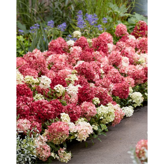 Hydrangea paniculata 'Groundbreaker Ruby' - talajtakaró hortenzia - CS14