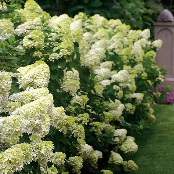 Hydrangea paniculata 'Limelight' - bugás hortenzia - CS17