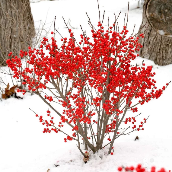 Ilex verticillata - mocsári magyal - CS17