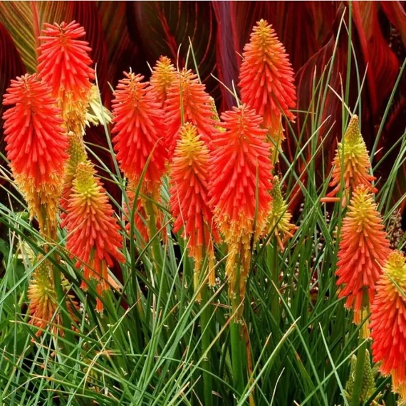 Kniphofia uvaria 'Flamingo' - fáklyaliliom - CS11