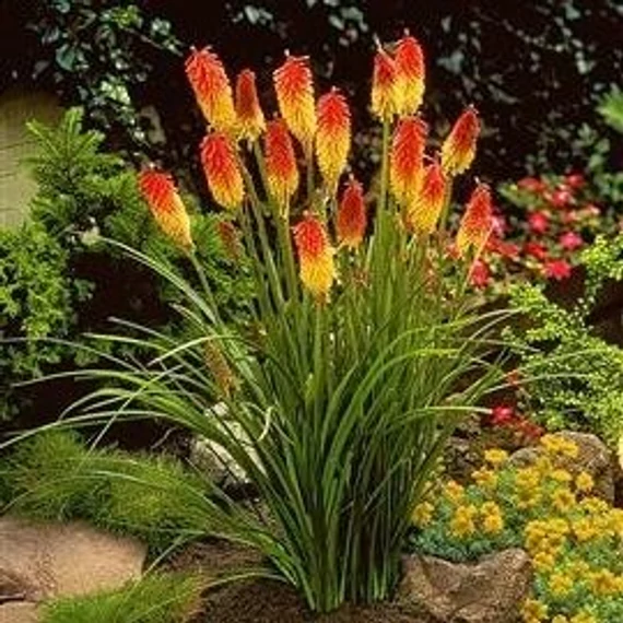 Kniphofia uvaria 'Flamingo' - fáklyaliliom - CS11