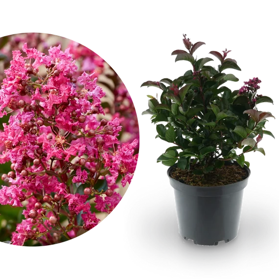 Lagerstroemia indica 'Berry Dazzle' - selyemmirtusz - CS14