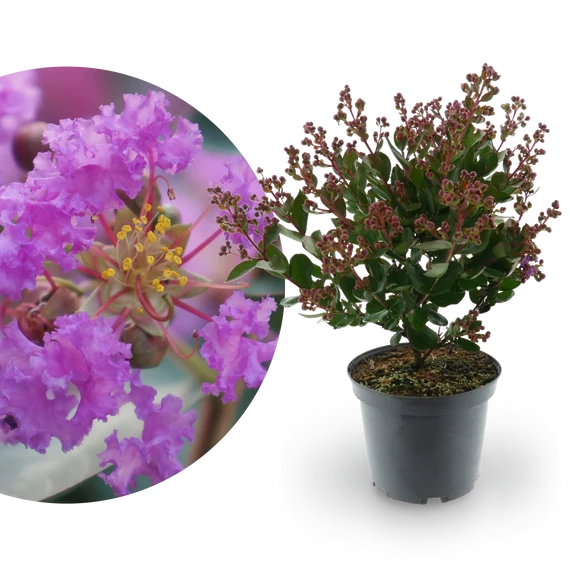 Lagerstroemia indica 'Love Eternal' - selyemmirtusz - CS14