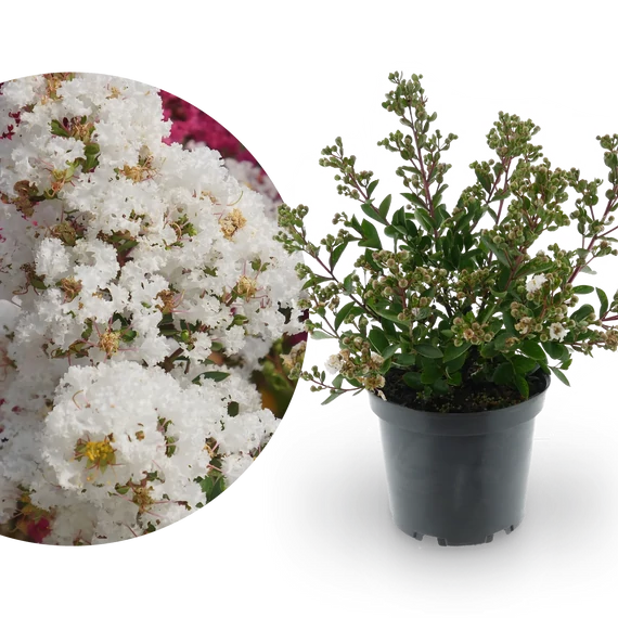 Lagerstroemia indica 'With Love Virgin' - selyemmirtusz - CS9