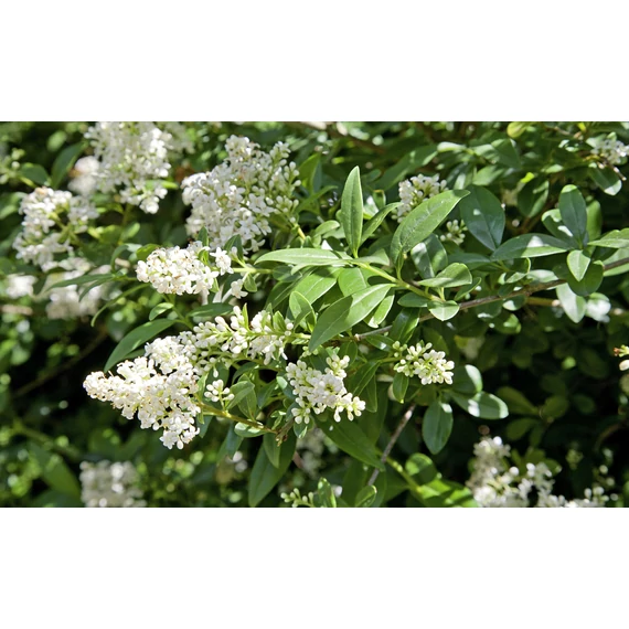Ligustrum vulgare 'Atrovirens' - télizöld fagyal - CS9