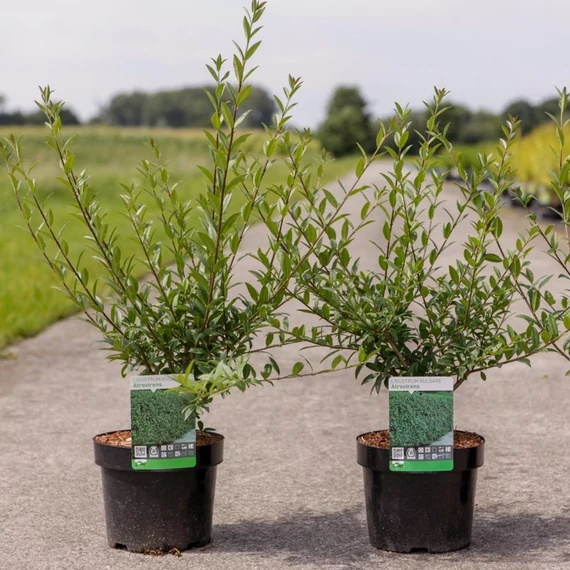 Ligustrum vulgare 'Atrovirens' - télizöld fagyal - CS9