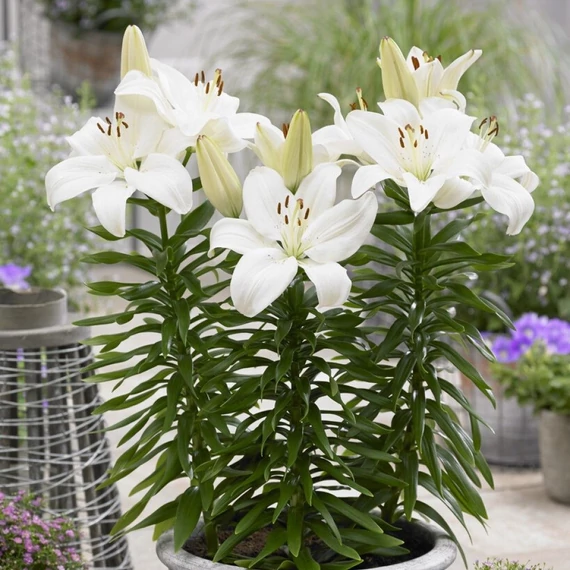 Lilium 'Gwen'- liliom - CS11