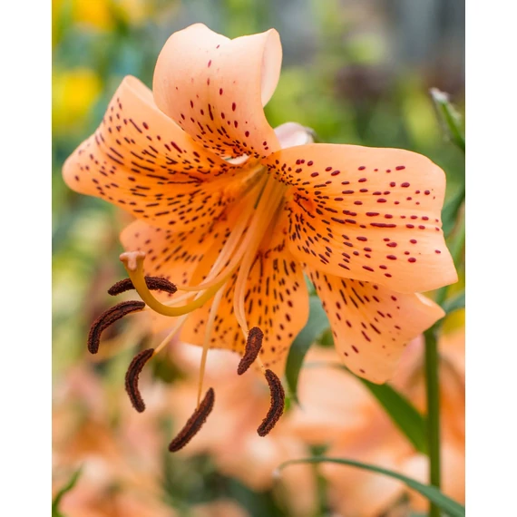 Lilium 'Tiger Babies'- liliom - CS11
