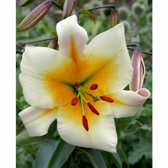 Lilium 'Miss Peculiar' - liliom - CS11