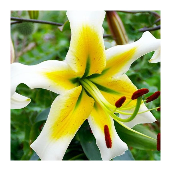 Lilium 'Mister Pistache' - liliom - CS11