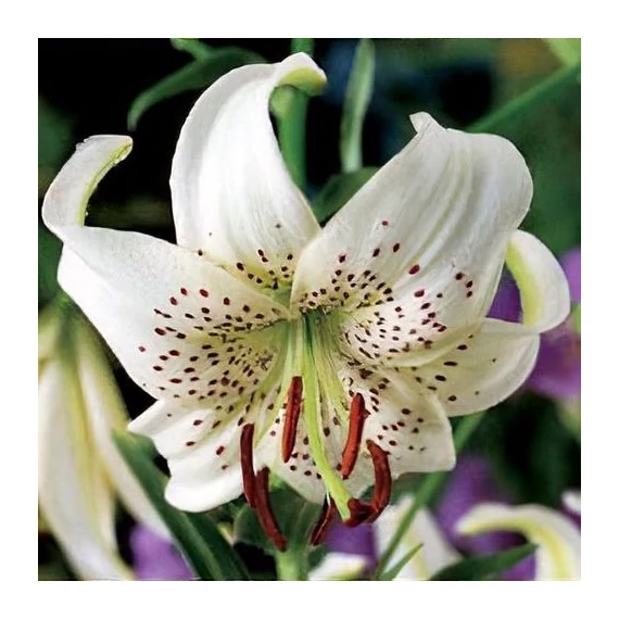 Lilium 'Sweet Surrender' - liliom - CS11