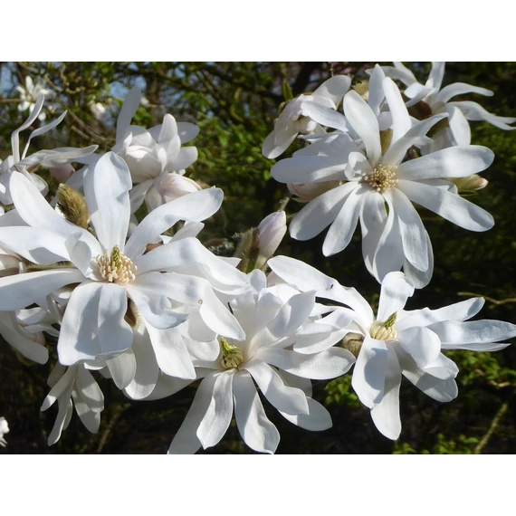Magnolia 'Stellata' - magnólia - CS21