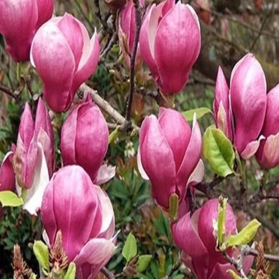 Magnolia soulangeana  - magnólia - CS9