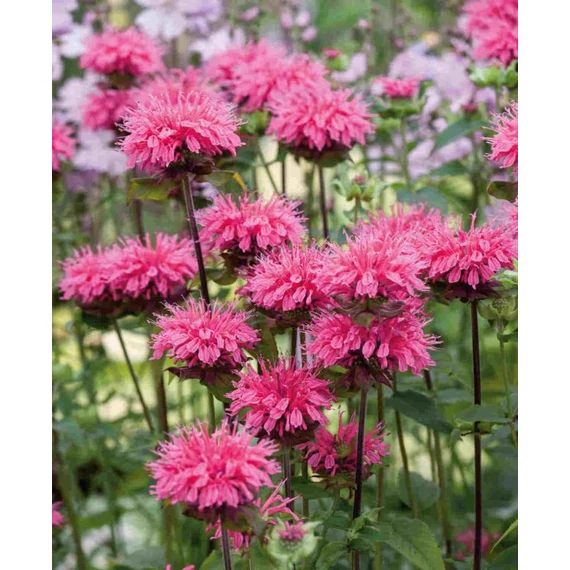 Monarda didyma 'Pink Lace' - méhbalzsam - CS11