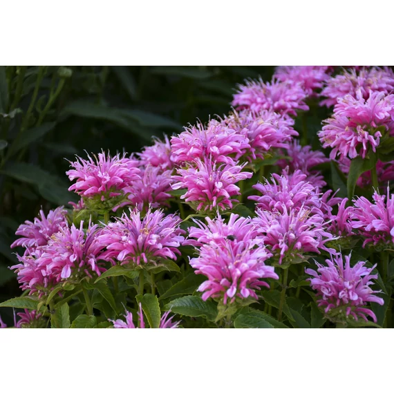 Monarda didyma 'Balmy Pink' - méhbalzsam - CS11