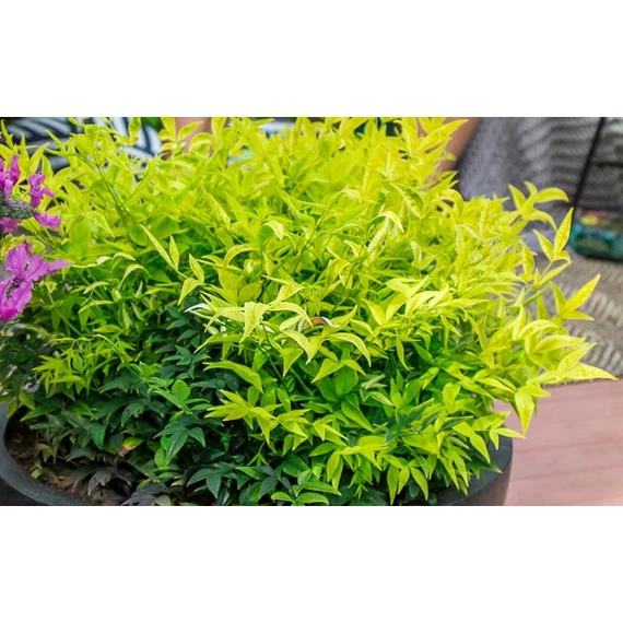 Nandina domestica 'Lemon Lime' - japán szentfa - CS17