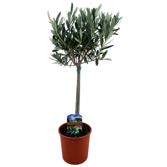 Olea europaea - olajbogyó fa - CS17
