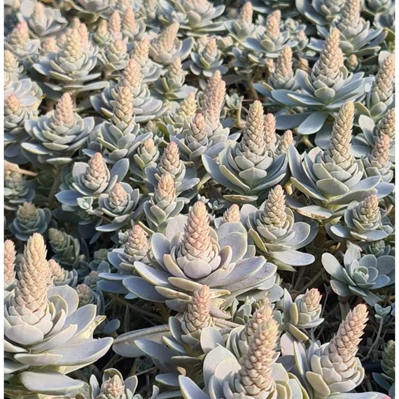 Orostachys furusei - mongol kövirózsa - CS12