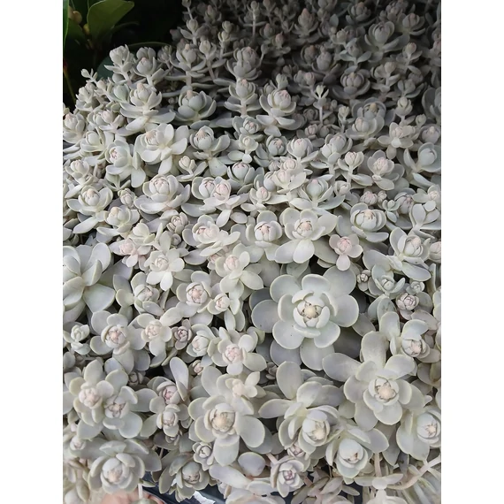 Orostachys furusei - mongol kövirózsa - CS12